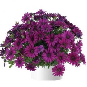 ОСТЕОСПЕРМУМ OSTICA BURGUNDY (Я)