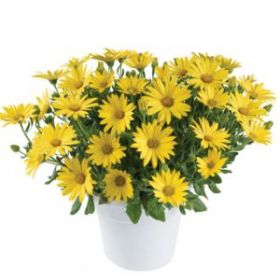 ОСТЕОСПЕРМУМ OSTICA GLAMOUR (Я)