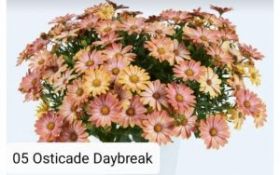 ОСТЕОСПЕРМУМ OSICADE DAYBREAK (Я)