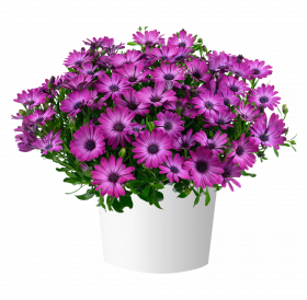 ОСТЕОСПЕРМУМ OSTICADE MAGENTA