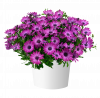 ОСТЕОСПЕРМУМ OSTICADE MAGENTA