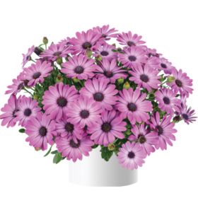 ОСТЕОСПЕРМУМ OSTICADE PINK