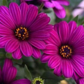 ОСТЕОСПЕРМУМ OSTICADE PURPLE (Я)