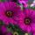 ОСТЕОСПЕРМУМ OSTICADE PURPLE