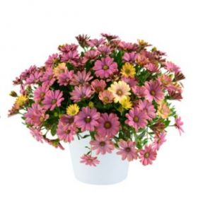 ОСТЕОСПЕРМУМ OSTICADE TWILIGHT MOON (Я)