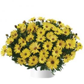 ОСТЕОСПЕРМУМ OSTICADE YELLOW (Я)