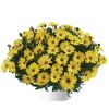ОСТЕОСПЕРМУМ OSTICADE YELLOW