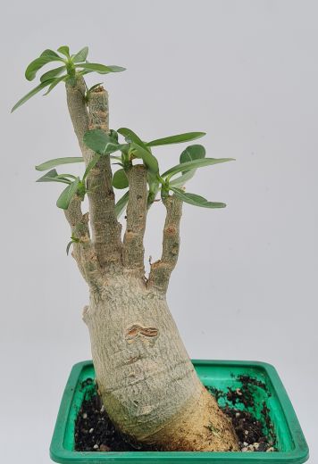 Адениум N7, сеянец, 3 года