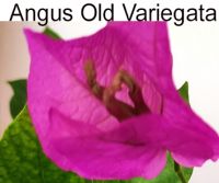 Angus Old variegata