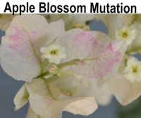 Apple Blossom Mutation