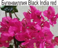 Бугенвиллия Black India Red