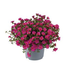 ПОРТУЛАК MEGA PAZZAZ FUCHSIA