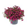 ПОРТУЛАК MEGA PAZZAZ FUCHSIA (Я)