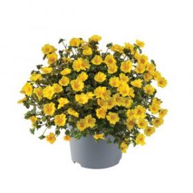 ПОРТУЛАК MEGA PAZZAZ GOLD (Я)