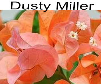 Бугенвиллия Dusty Miller