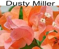 Бугенвиллия Dusty Miller