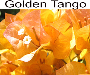 Бугенвиллия Golden Tango