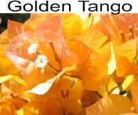 Golden Tango