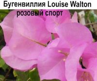 Louise Walton розовый спорт
