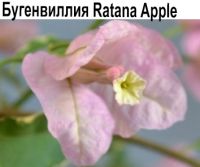 Ratana Apple