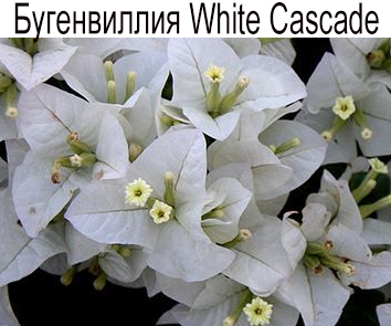 Бугенвиллия White Cascade  НОВИНКА КАТАЛОГА!