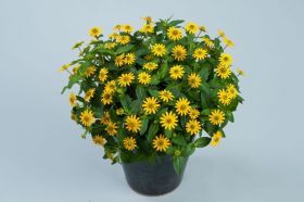САНВИТАЛИЯ TALYA GREAT YELLOW