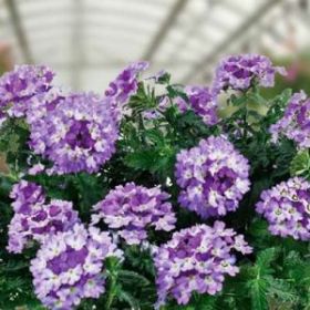 ВЕРБЕНА VANESSA BICOLOR INDIGO (Я)