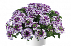 ВЕРБЕНА VANESSA BICOLOR PURPLE