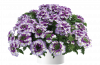 ВЕРБЕНА VANESSA BICOLOR PURPLE
