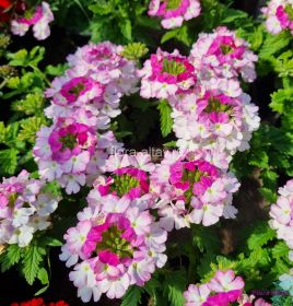 ВЕРБЕНА  COMPACT BICOLOR ROSE (Я)