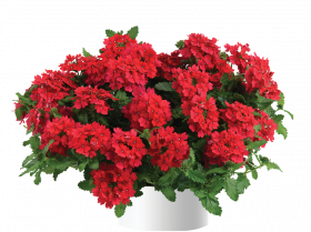 ВЕРБЕНА VANESSA COMPACT HOT RED