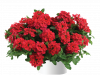 ВЕРБЕНА VANESSA COMPACT HOT RED