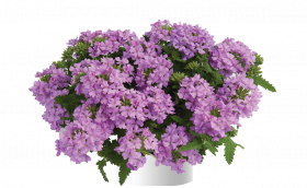 ВЕРБЕНА VANESSA COMPACT LAVENDER