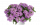ВЕРБЕНА VANESSA COMPACT LAVENDER