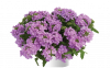 ВЕРБЕНА VANESSA COMPACT LAVENDER
