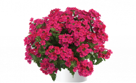 ВЕРБЕНА COMPACT NEON PINK (Я)