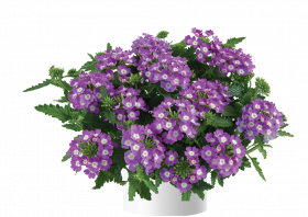 ВЕРБЕНА VANESSA COMPACT OPTIC LAVENDER