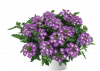 ВЕРБЕНА VANESSA COMPACT OPTIC LAVENDER