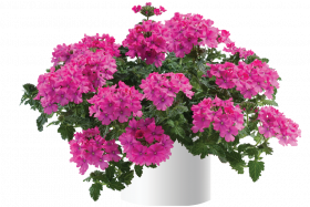 ВЕРБЕНА COMPACT DEER PINK