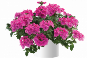 ВЕРБЕНА COMPACT DEER PINK (Я)