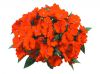 БАЛЬГАМИН НГ SUN HARMONY DEEP ORANGE
