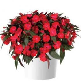 БАЛЬЗАМИН НГ HARMONY COLORFALL DARK LEAF RED (Я)