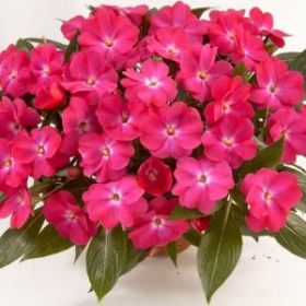 БАЛЬЗАМИН НГ HARMONY DARK PINK (Я)