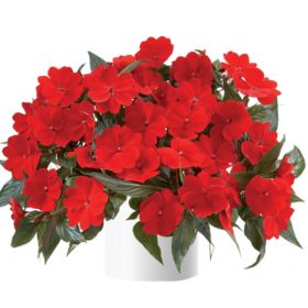 БАЛЬЗАМИН НГ HARMONY DARK RED