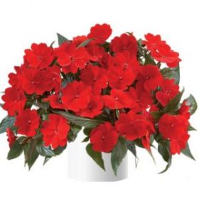 БАЛЬЗАМИН НГ HARMONY DARK RED (Я)