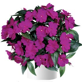 БАЛЬЗАМИН НГ HARMONY DARK VIOLET