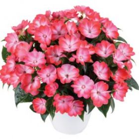 БАЛЬЗАМИН НГ HARMONY RADIANCE HOT PINK (Я)