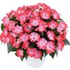 БАЛЬЗАМИН НГ HARMONY RADIANCE HOT PINK (Я)