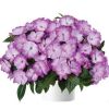 БАЛЬЗАМИН НГ HARMONY RADIANCE LILAC (Я)