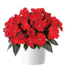 БАЛЬЗАМИН НГ SOL-LUNA RED (Я)